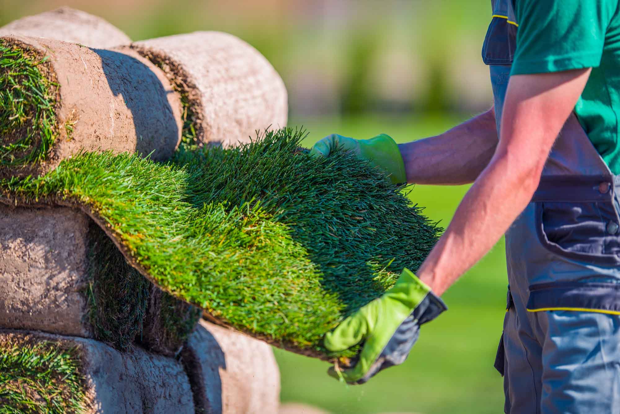 Natural Green Turf — Turf in Louth Park, NSW